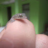House Gecko