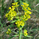 Leafy Spurge