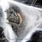 Jumping Spider (Gravid)