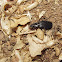 Ground beetle