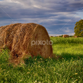 by Denis Burin - Landscapes Prairies, Meadows & Fields