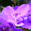 Purple Glory Bush