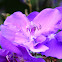 Purple Glory Bush