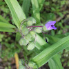 Virginia spiderwort