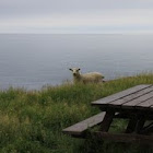 Newfoundland Sheep