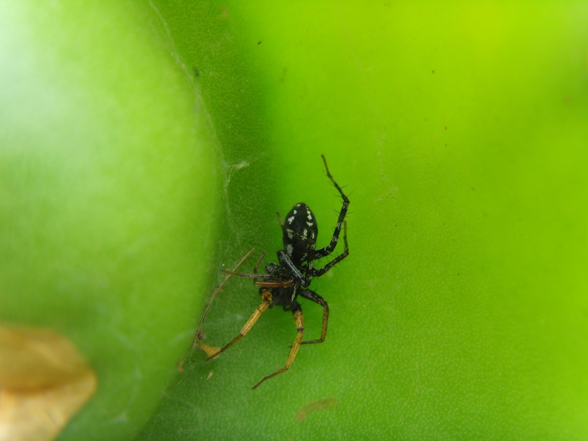 Bug-mimicking Swift Spider