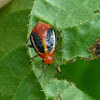 Four-lined plant bug (nymph)