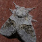 Common Gluphisia Moth
