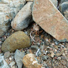 hermite crab