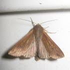 The Armyworm Moth (The One-Spot)