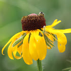 black-eyed Susan