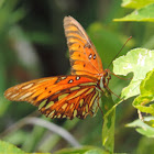 Gulf Fritillary