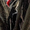Southern pileated woodpecker, female