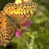 Variegated Fritillary