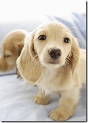 Photoshop-puppy