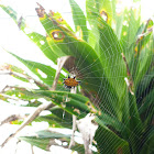 Araña Panadera / Crab Spider