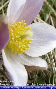 Wild Flowers of the Alps - náhled