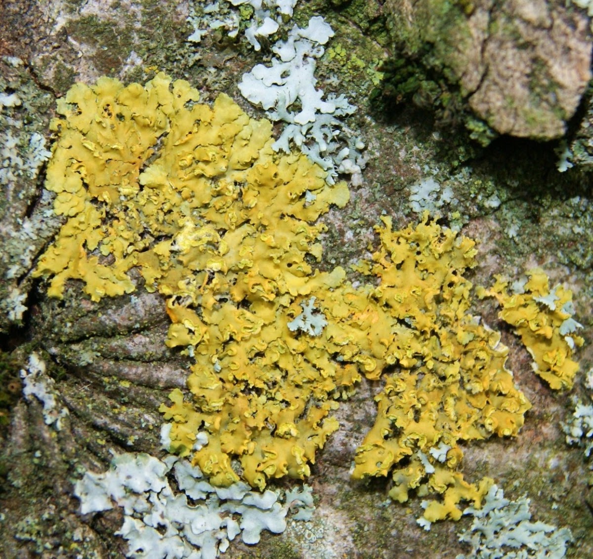 Common Orange Lichen