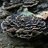 Polypore Mushroom/Gewoon Elfenbankje
