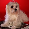 3D cute dog A6