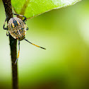 Brown Shield Bug - Nymphs