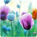 3D Poppy Flower