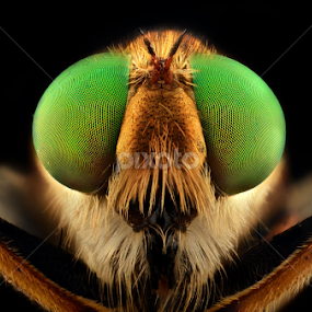 Mr Robber by Girdan Nasution - Animals Insects & Spiders