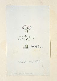 Strumaria tenella (L.f. ) Snijman