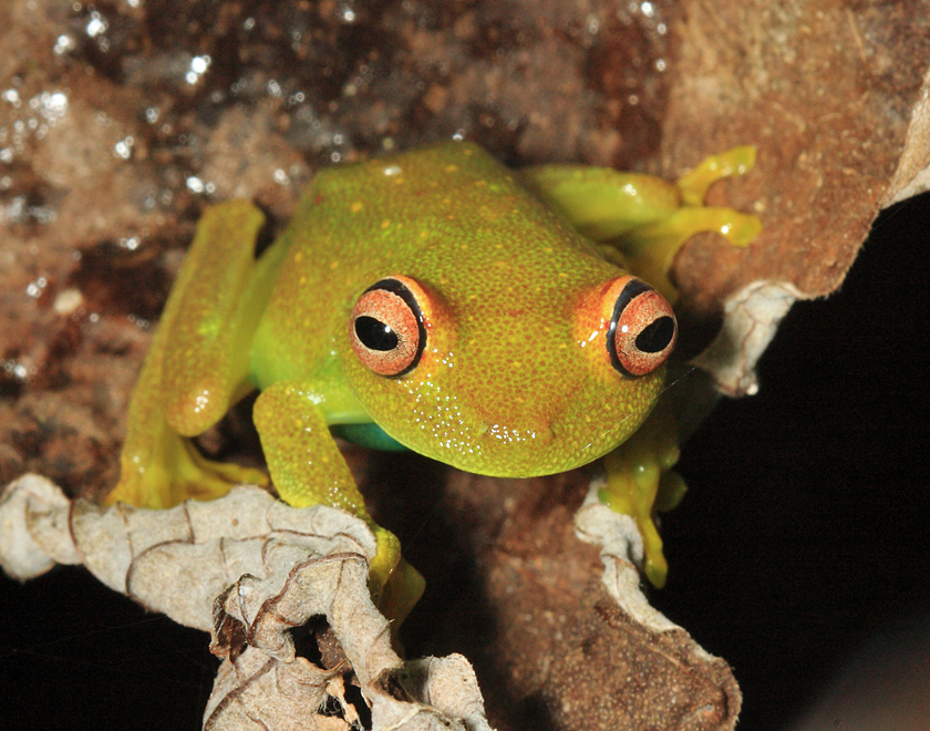Demerara Falls Tree Frog