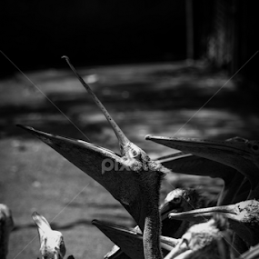 by Binoka Nadiranga - Animals Birds