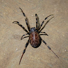 Nephilid Spider