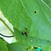 Leaf-footed Bug nymph
