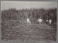 Opzichter in veld bij oogst