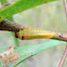 Long-tailed sawfly larva