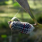 Acacia Leaf Beetle Larvae 