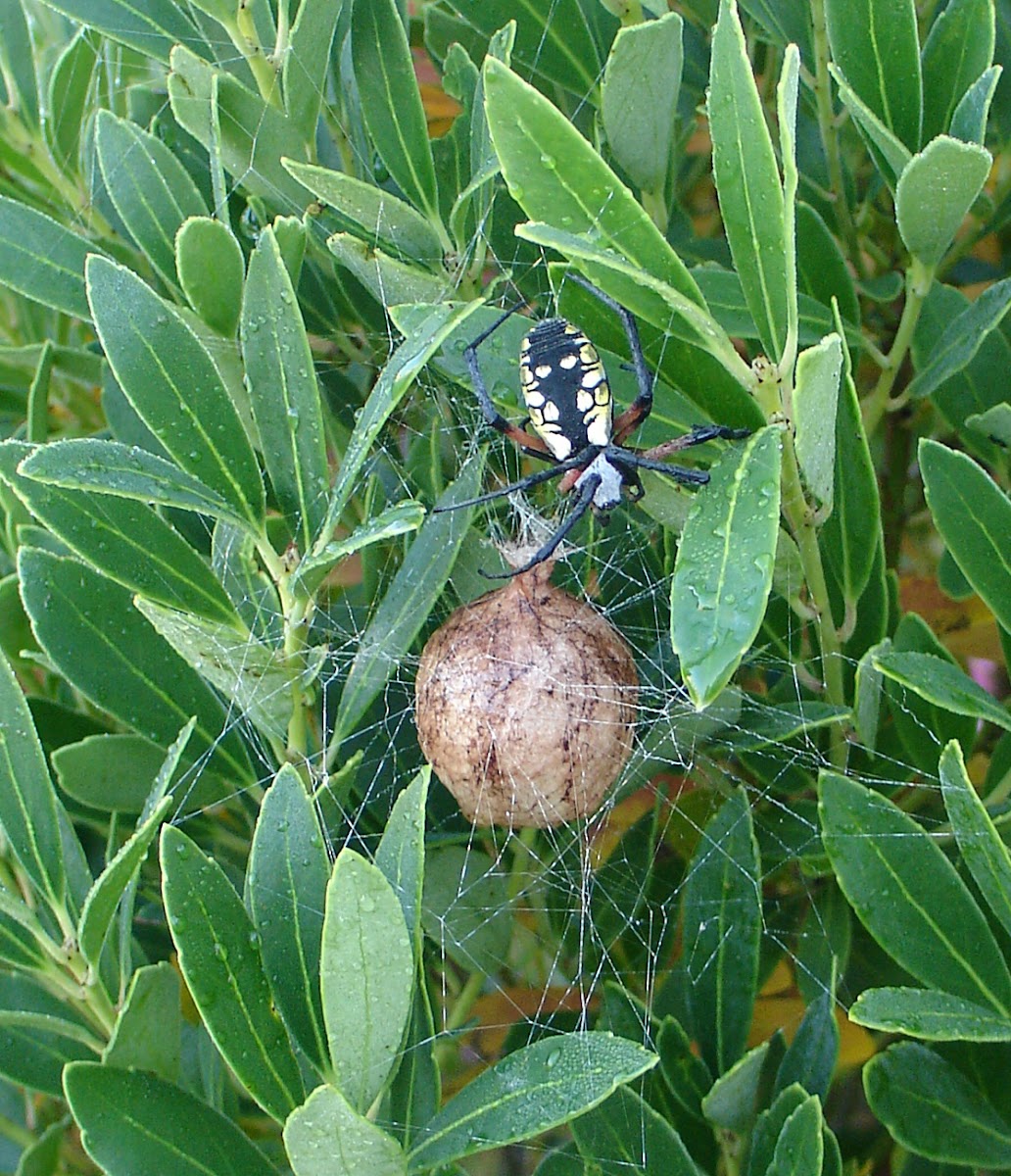 Black and Yellow Garden Spider Egg Sac