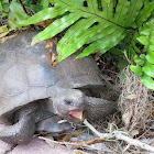 Gopher tortoise (eating Hibiscus flowers)