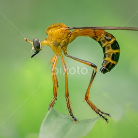 by Alvian Hp - Novices Only Macro