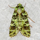 Checupa Noctuid Moth