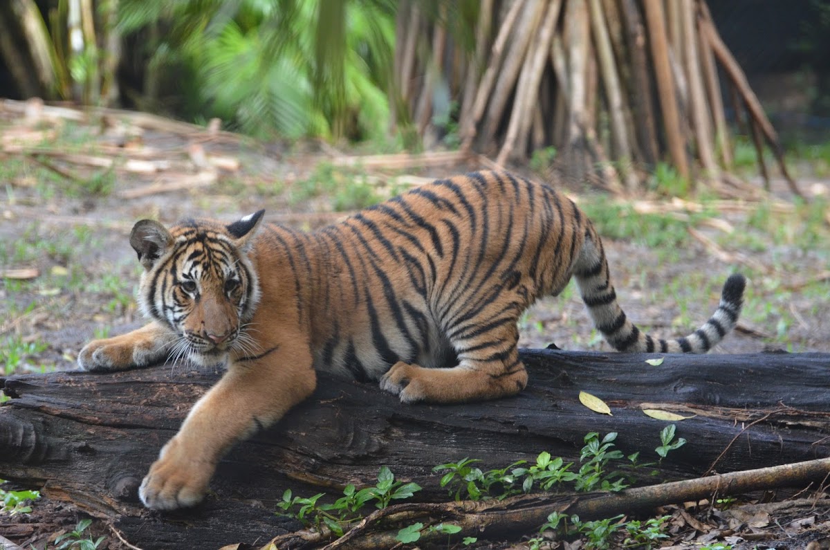 Malayan Tiger cub