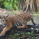 Malayan Tiger cub
