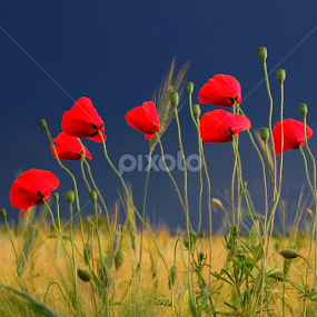 by Teglas Marin - Flowers Flowers in the Wild