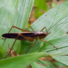 long-horned grasshopper