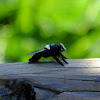 bee mimic robber fly
