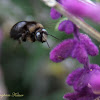 (Male) Carpenter Bee