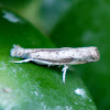 Culladia Crambid or  Crambid Snout Moth