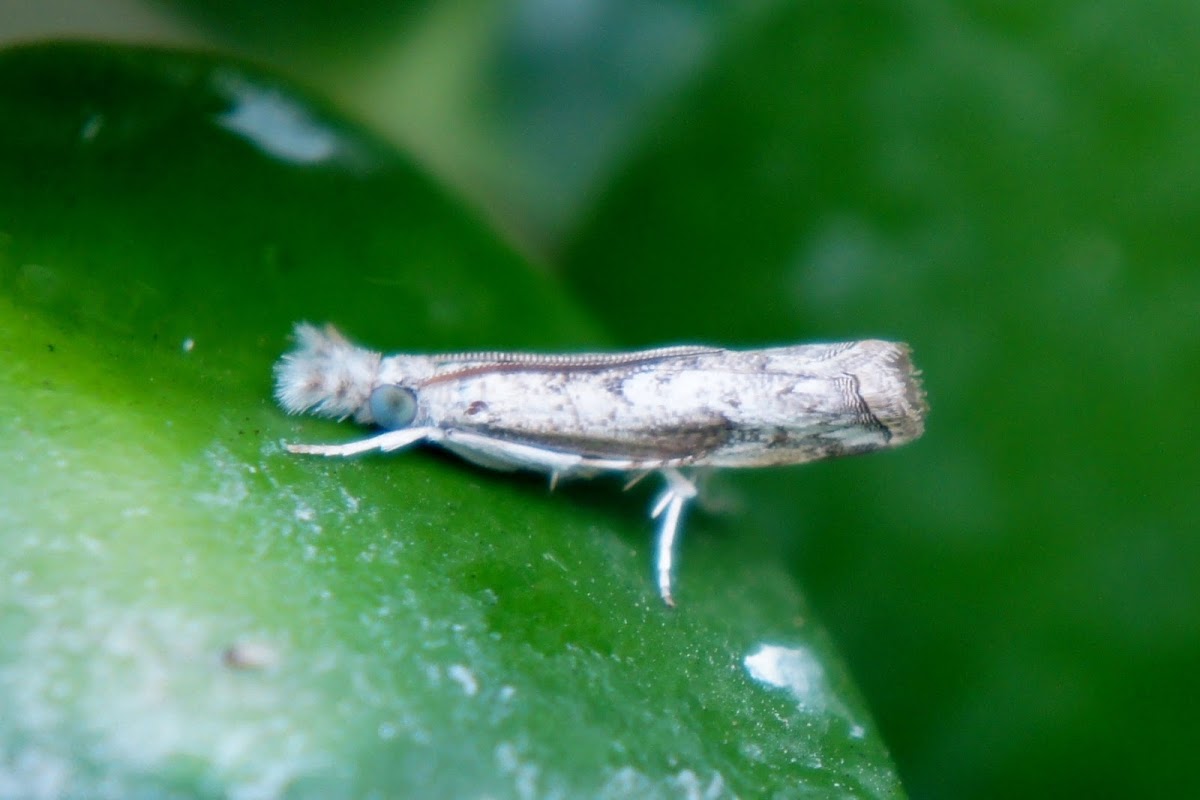 Culladia Crambid or  Crambid Snout Moth