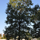 Swamp White Oak