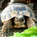 Greek spur-thighed tortoise