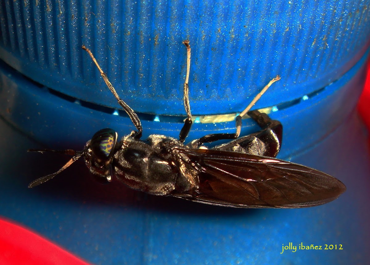 Black Soldier Fly Laying Eggs Project Noah